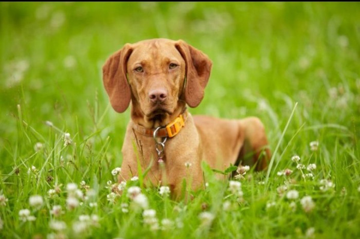 The World's Most Athletic Dog Breeds The Active Times