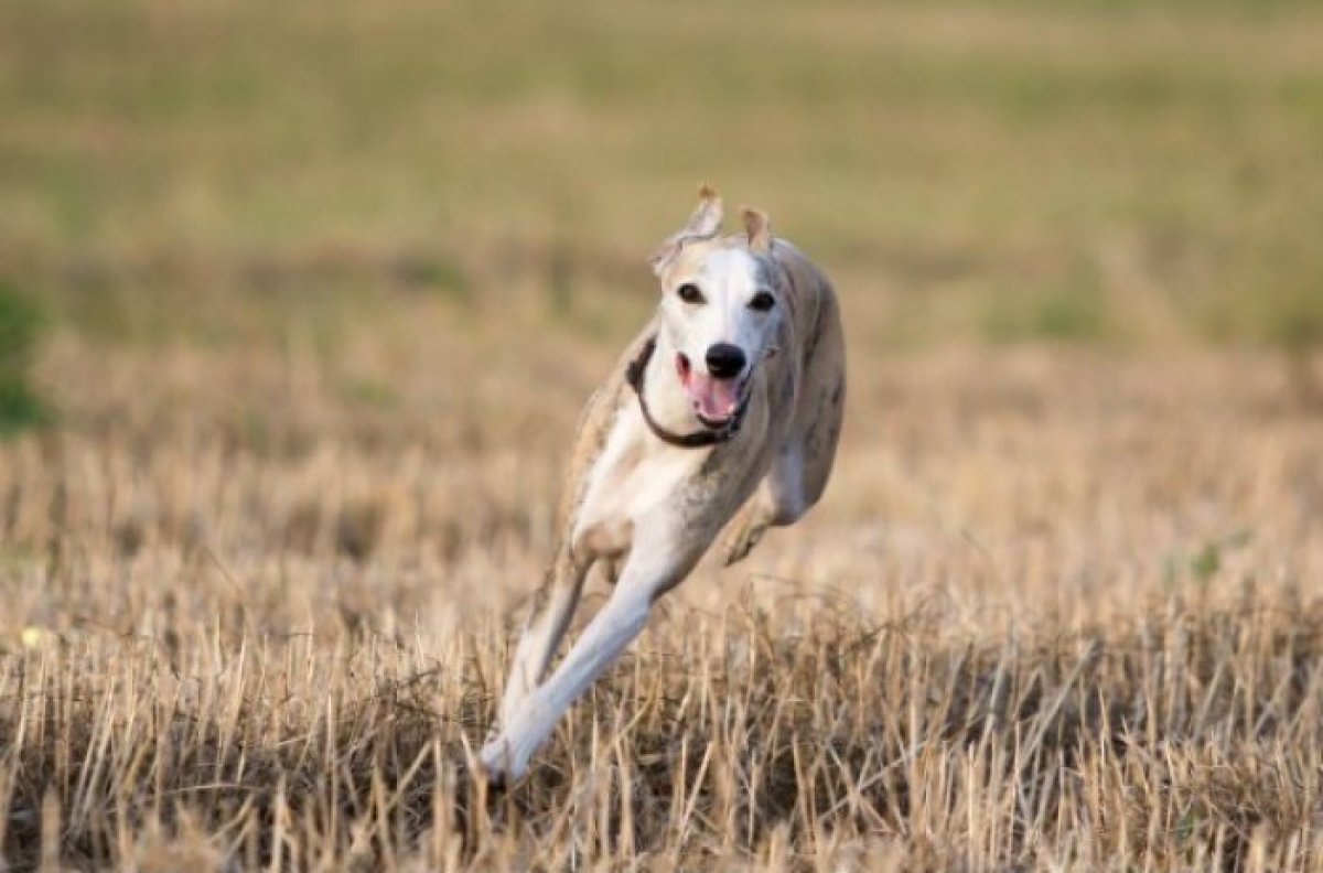 The World's Most Athletic Dog Breeds The Active Times