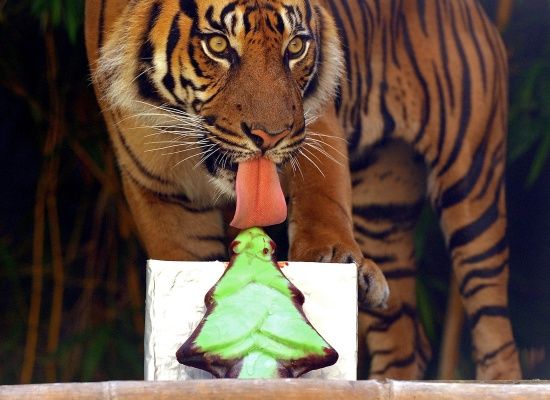 Sumatran+tiger+eating