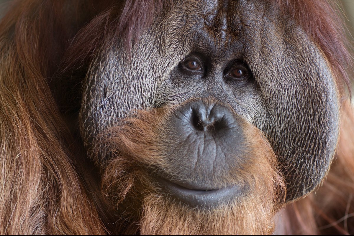 Up Close With a Very Smart Orangutan at the Indianapolis Zoo | HuffPost