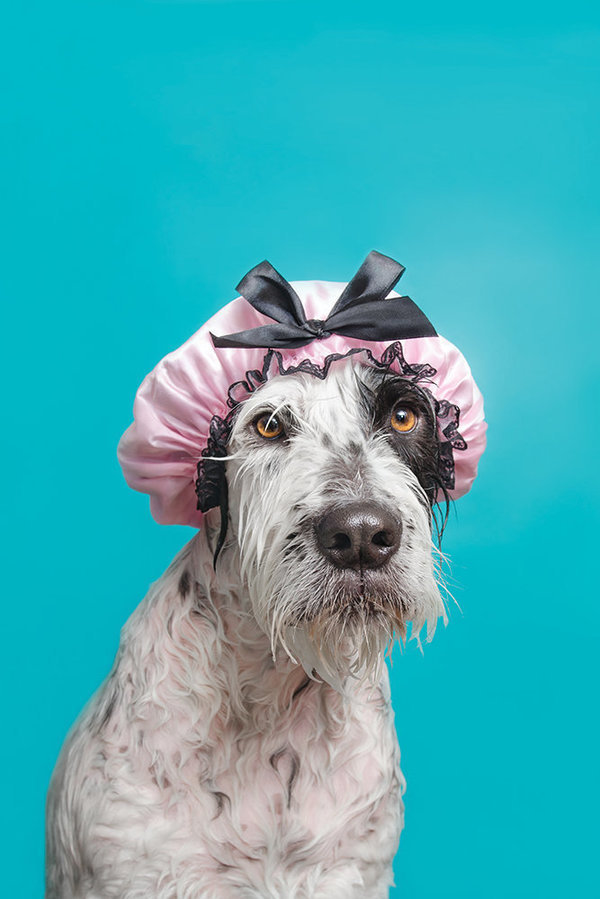 Dog EarCropping, TailDocking Needs To Be Banned Veterinarians