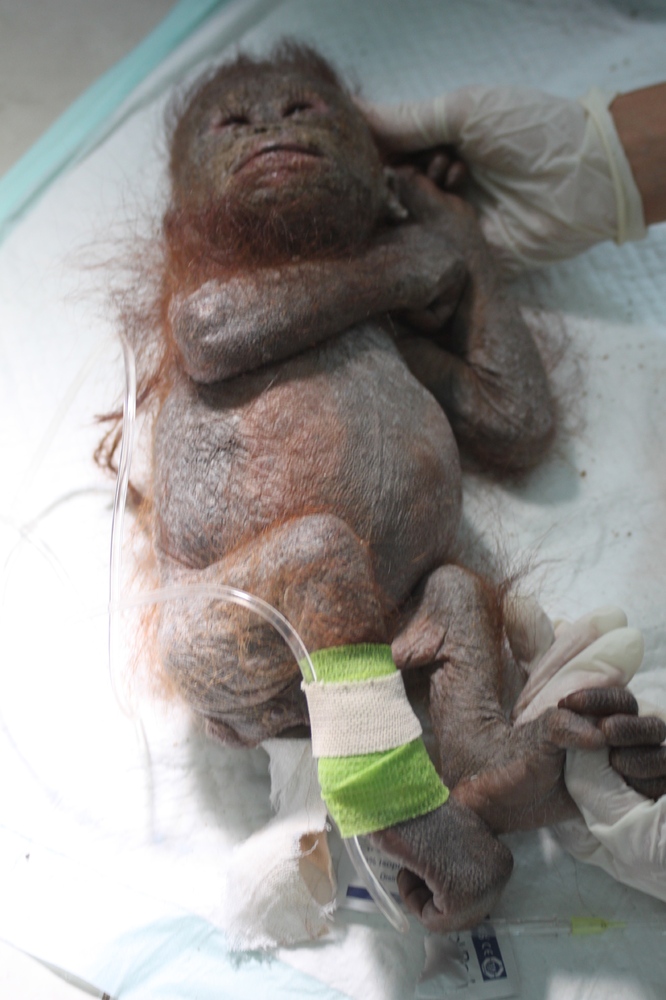 �Mummified� Baby Orangutan In Borneo Nursed Back To Health