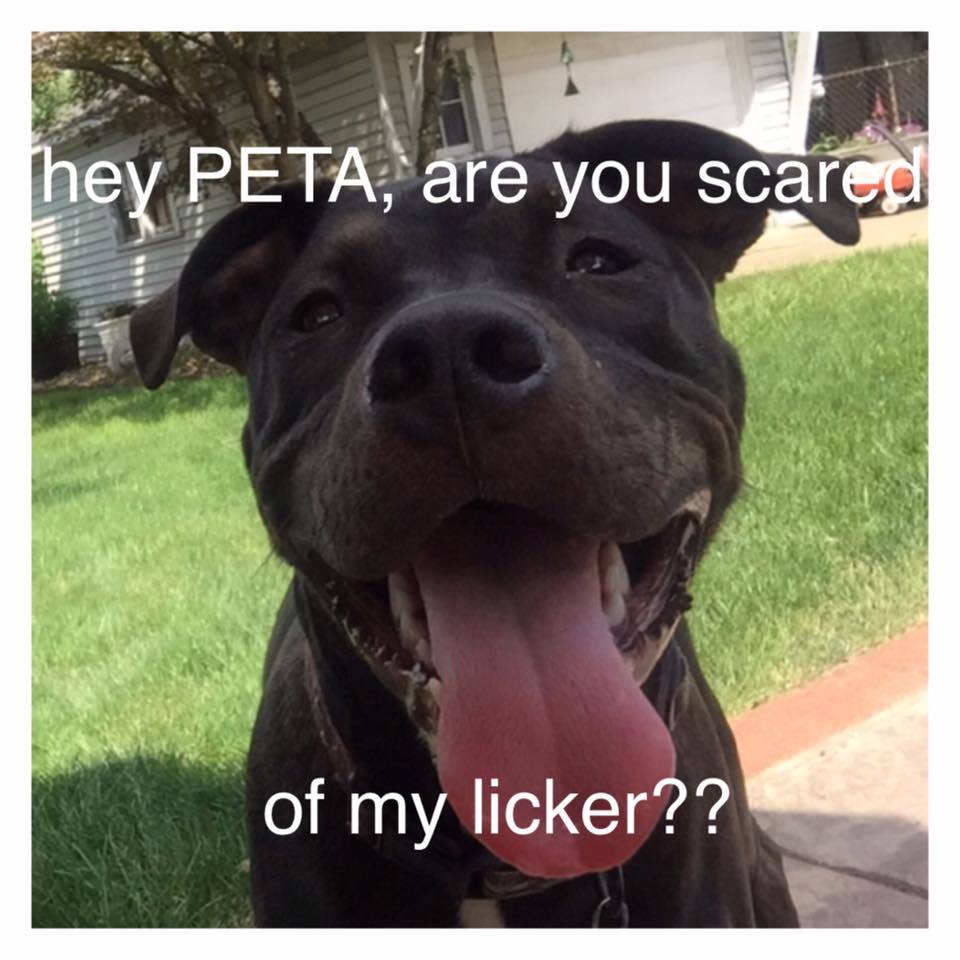 Dear PETA: Dogs Respond To PETA Joining Terrible Anti-Pit Bull ...