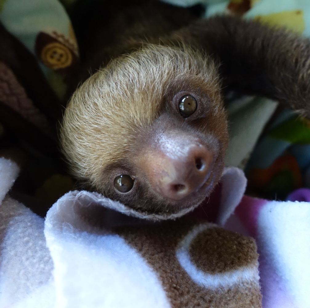 These Orphaned Baby Sloths Learning To Climb Will Be The Cutest Thing