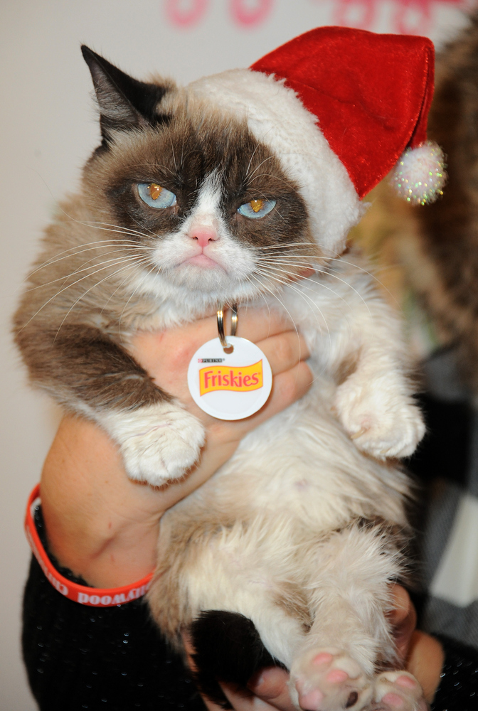 Grumpy Cat The Exclusive Interview HuffPost grumpy-cat-the-exclusive-interview-huffpost