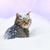 Cat lying in snow