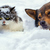 Cat and dog lying on the snow in cold winter