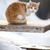 Cat in winter