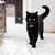 Black cat in the snow outdoor