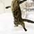 cat jumping in snow, domestic cat, male,
