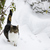 Germany, Cute cat walking through snow