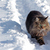 Norwegian Forest cat running through the snow