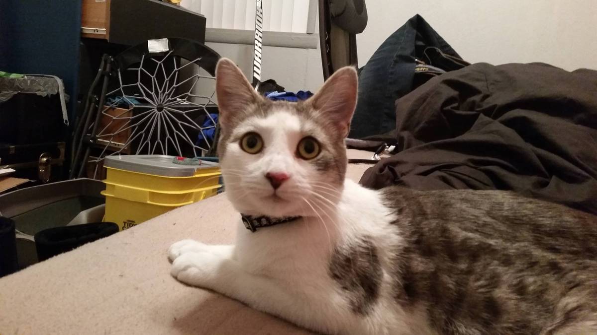 Heartwarming Moment Rescue Cat Chooses Man To Be His New Best Friend