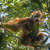 © Tim Laman - Tough Times for Orangutans 01