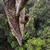 © Tim Laman - Tough Times for Orangutans 02
