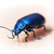Blue shiny bug