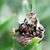Robber Fly (Mallophora)