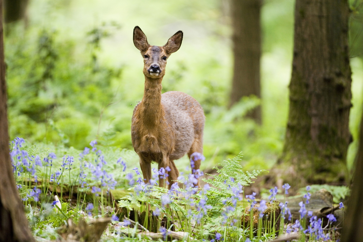 24 Animals Enjoying Spring Weather.. Just Like Us