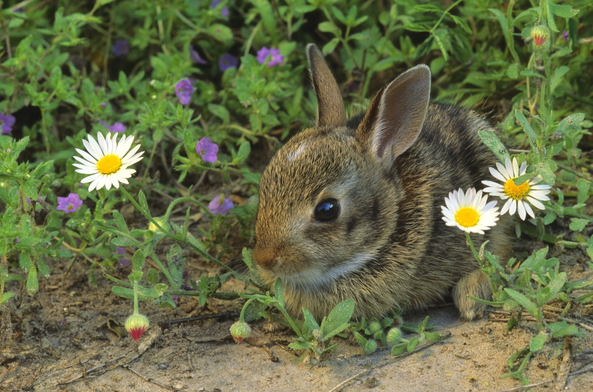 24 Animals Enjoying Spring Weather.. Just Like Us