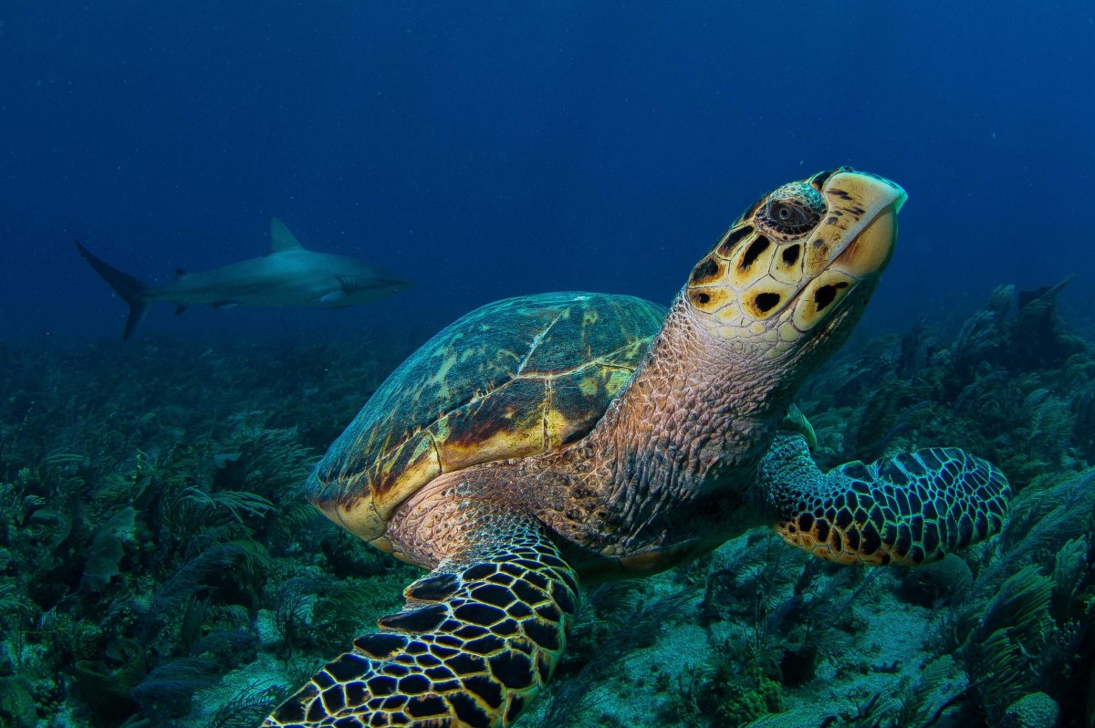 A Rare Underwater Wilderness On Cuba's Coral Reefs | HuffPost