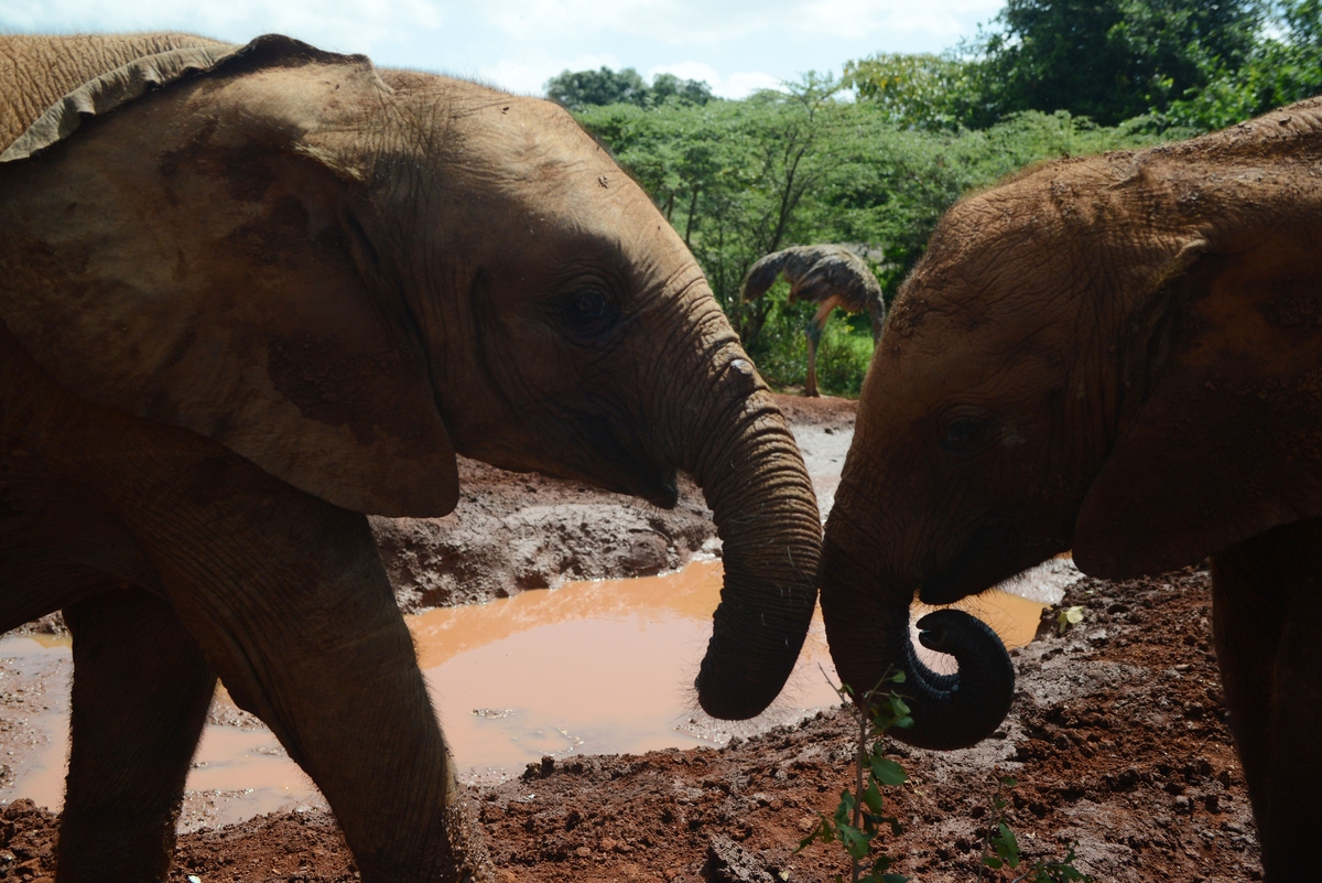 World Elephant Day 2016: 20 Beautiful Photos Of These Majestic Animals