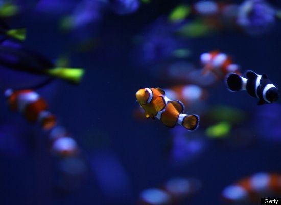 Colorful Fish Pics
