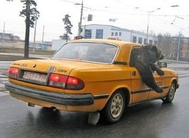 In Missouri, It's Illegal To Drive With An Uncaged Bear (Caged Bears Are OK)