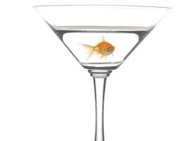 In Ohio, It Is Illegal To Get A Fish Drunk