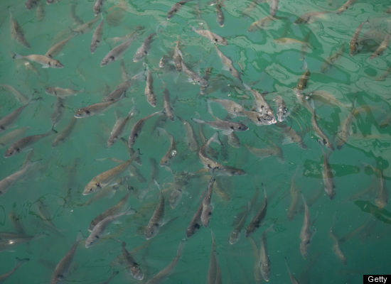 Fish Farming