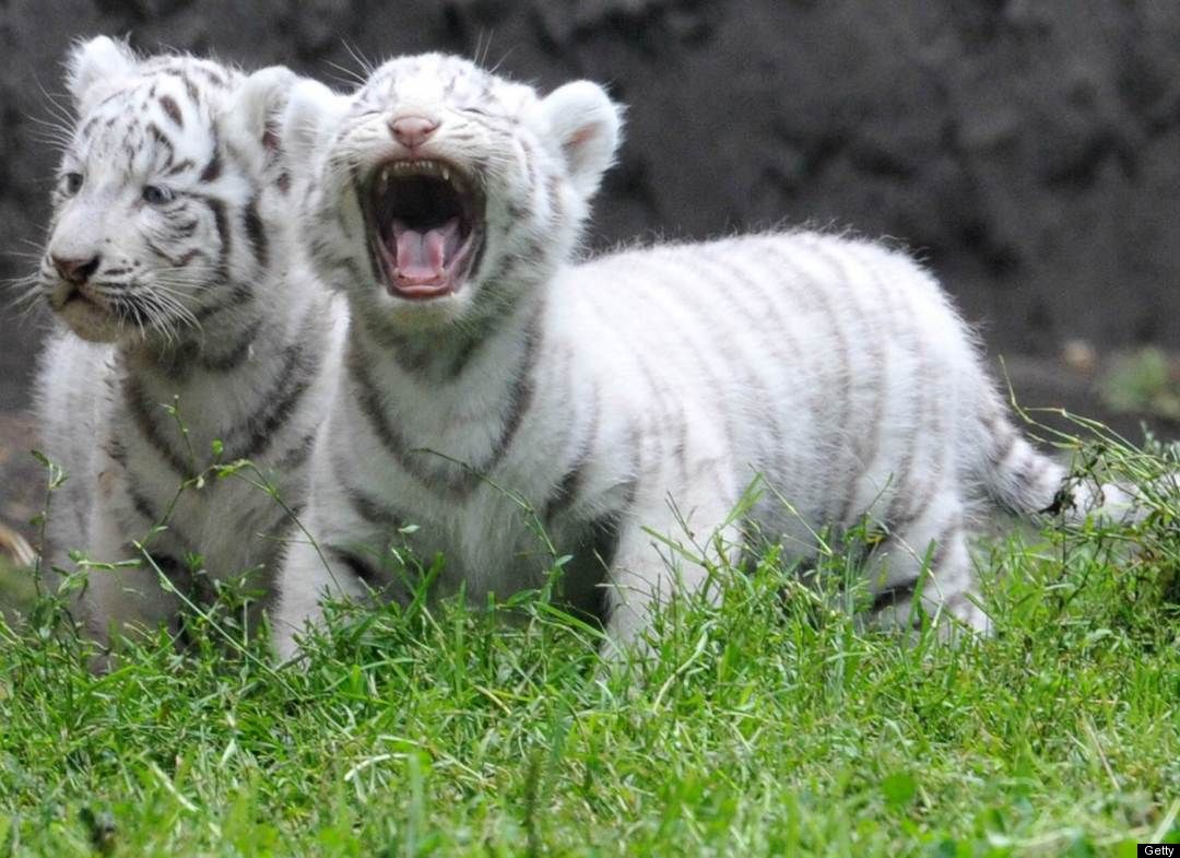 Baby+white+tigers+playing