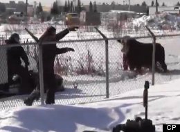 WATCH: Edmonton Police Vs. 1,000-kilogram Bull