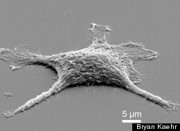 Scientists Create Real-Life 'Zombies'