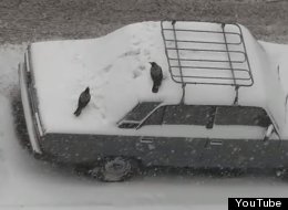 WATCH: Crows Playing On Snow-Covered Cars Is Strangely Hypnotic