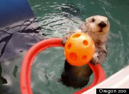 Arthritic Otter Slam Dunks Basketballs (VIDEO)