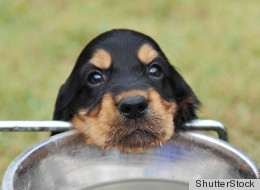 Must Love Dogs: More Singles Getting Pets