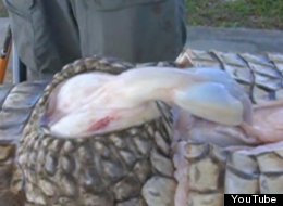 NSFW VIDEO: Dead Gator Provides Peek At Reptile's 'Bizarre' Penis