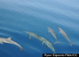 Les dauphins s'appellent par leur prénom