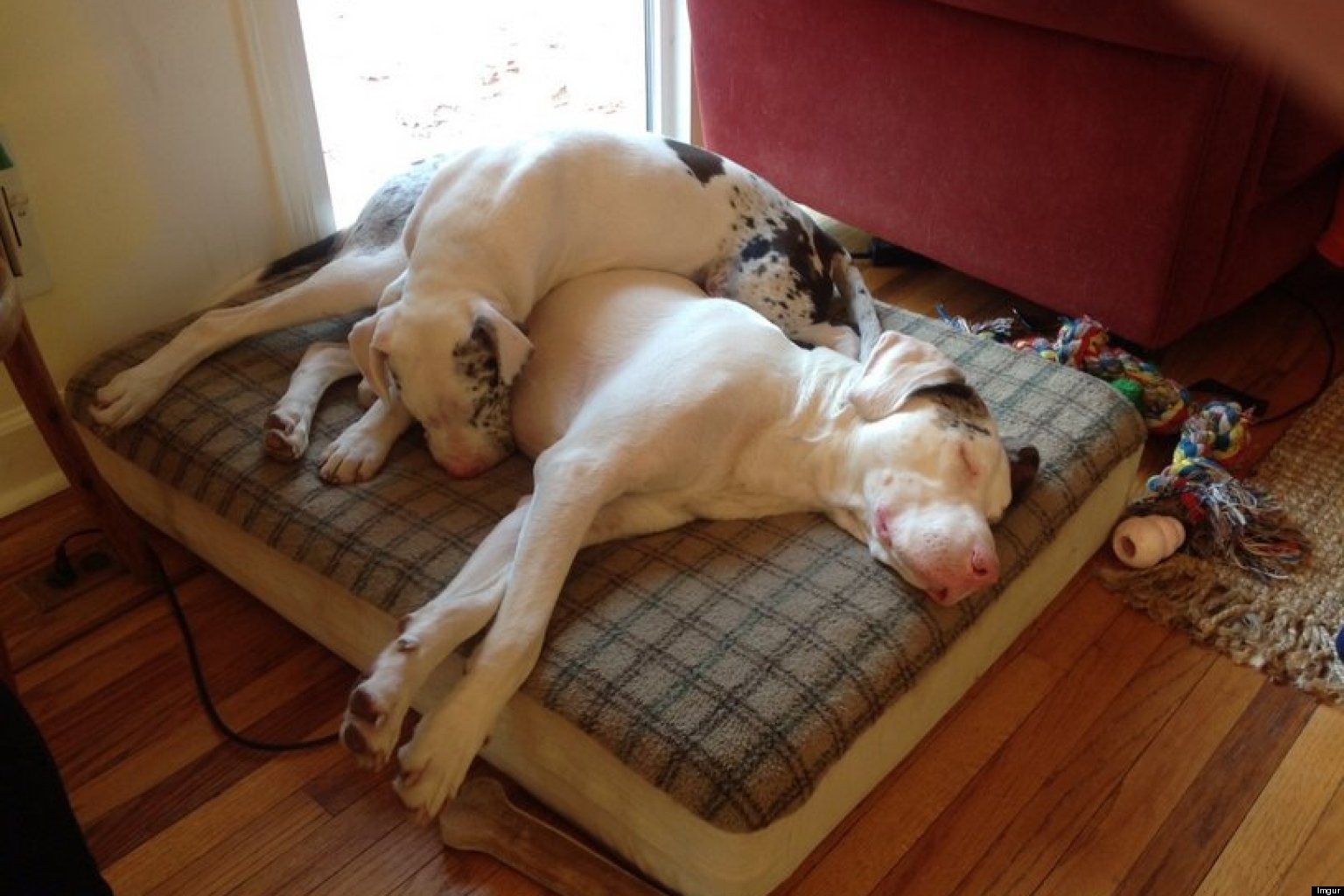 blind-dog-and-deaf-dog-are-best-friends-photo-huffpost