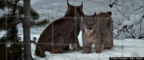 Banff Lynx Mom Kitten