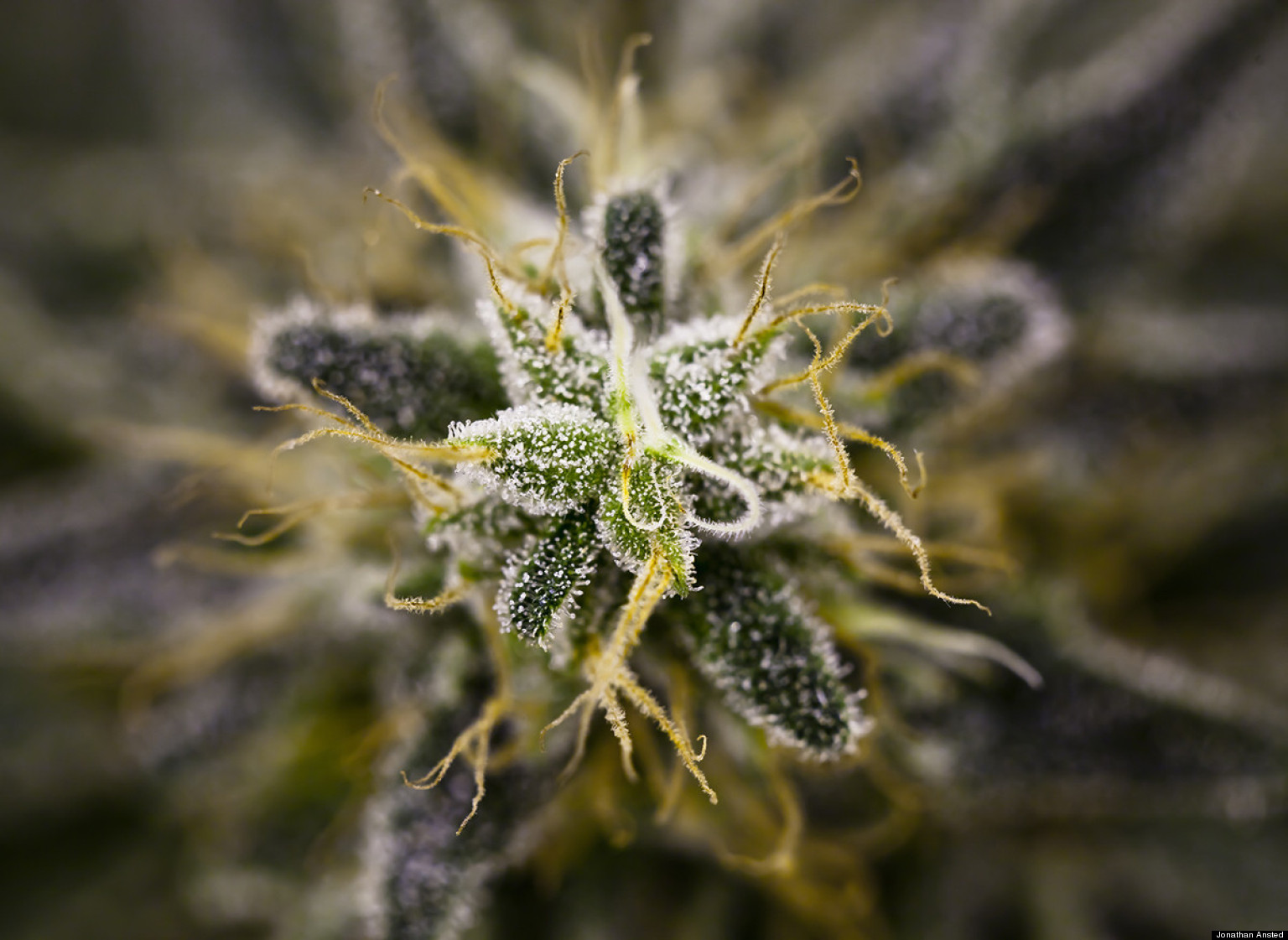 Marijuana Porn: Check Out These Gorgeous Shots Of Weed, Man (PHOTOS