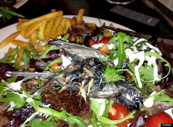 swns_tesco_bird_salad_01