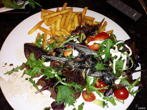 swns_tesco_bird_salad_07