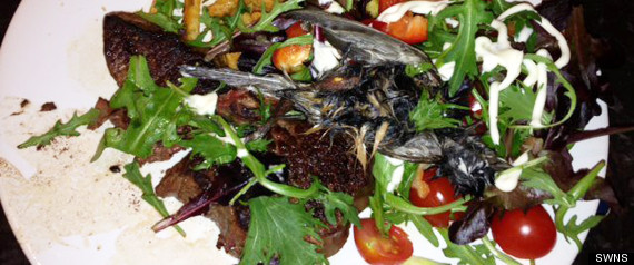 Swns_tesco_bird_salad_07