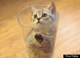 WATCH: Just A Kitten. In A Glass.