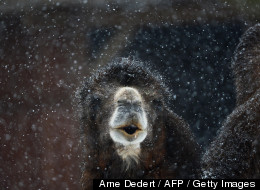 TWO-FACED CAMEL BLOWS YOUR MIND