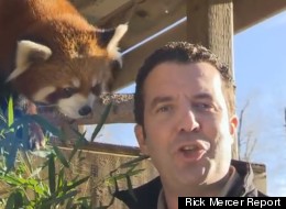 WATCH: Rick Mercer Gets Really Wild