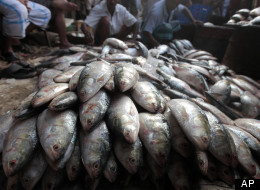 UN Dubious Of B.C. Fishing Study