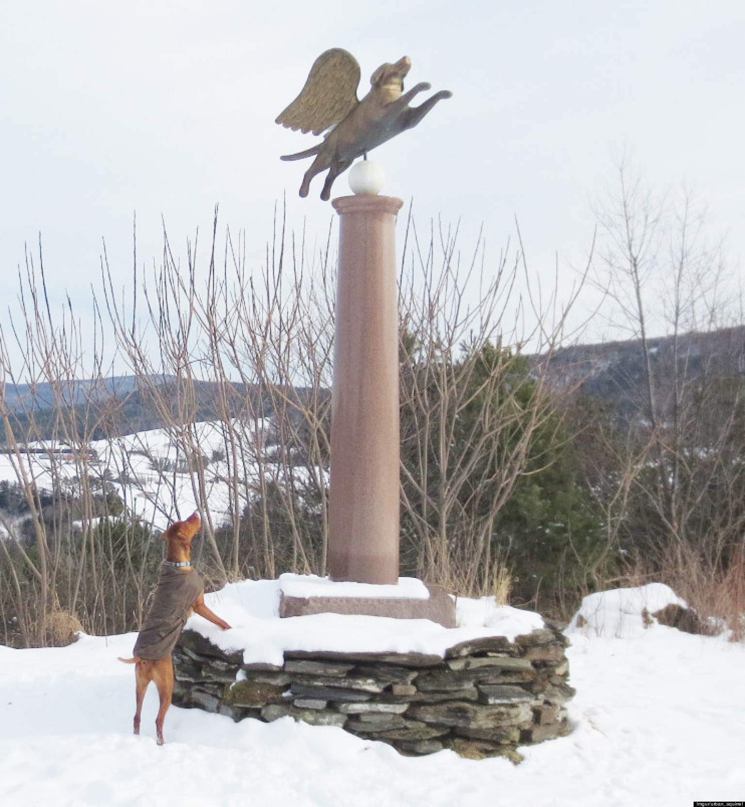 Dog Prays To Dog God On Dog Mountain For Birthday (PHOTO) | HuffPost