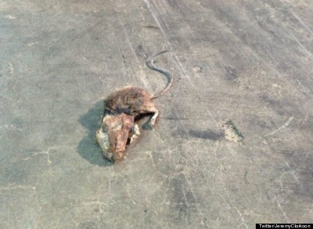 clarksonmouse