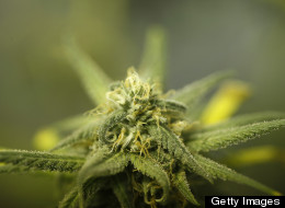 $10-Million Grow-Op Busted